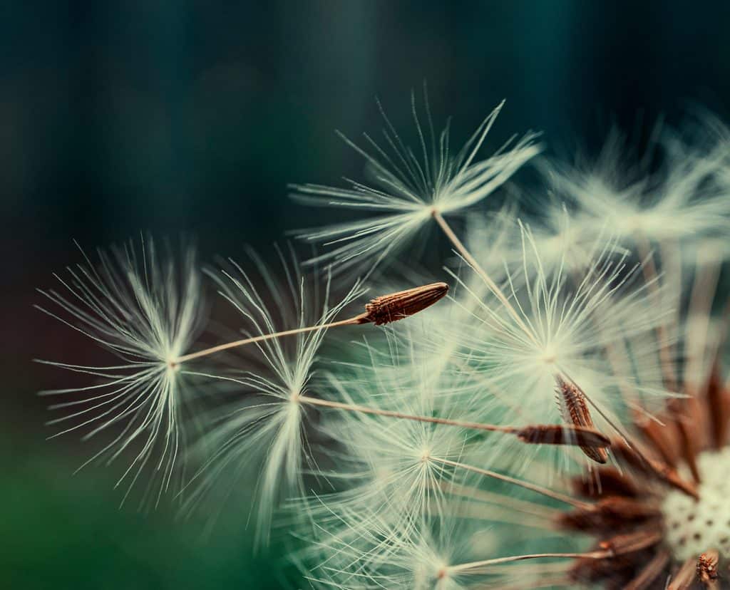 dandilion