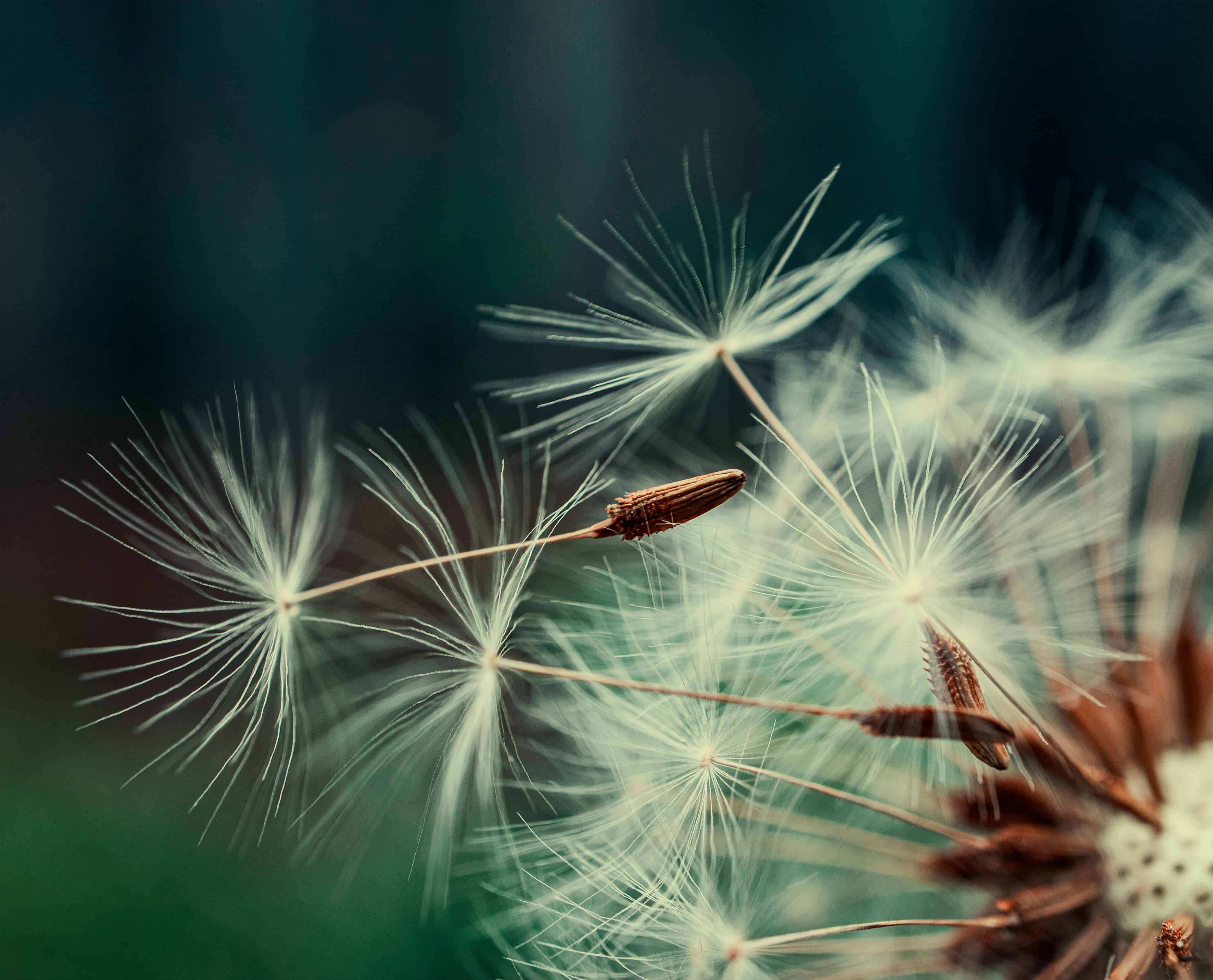 dandilion
